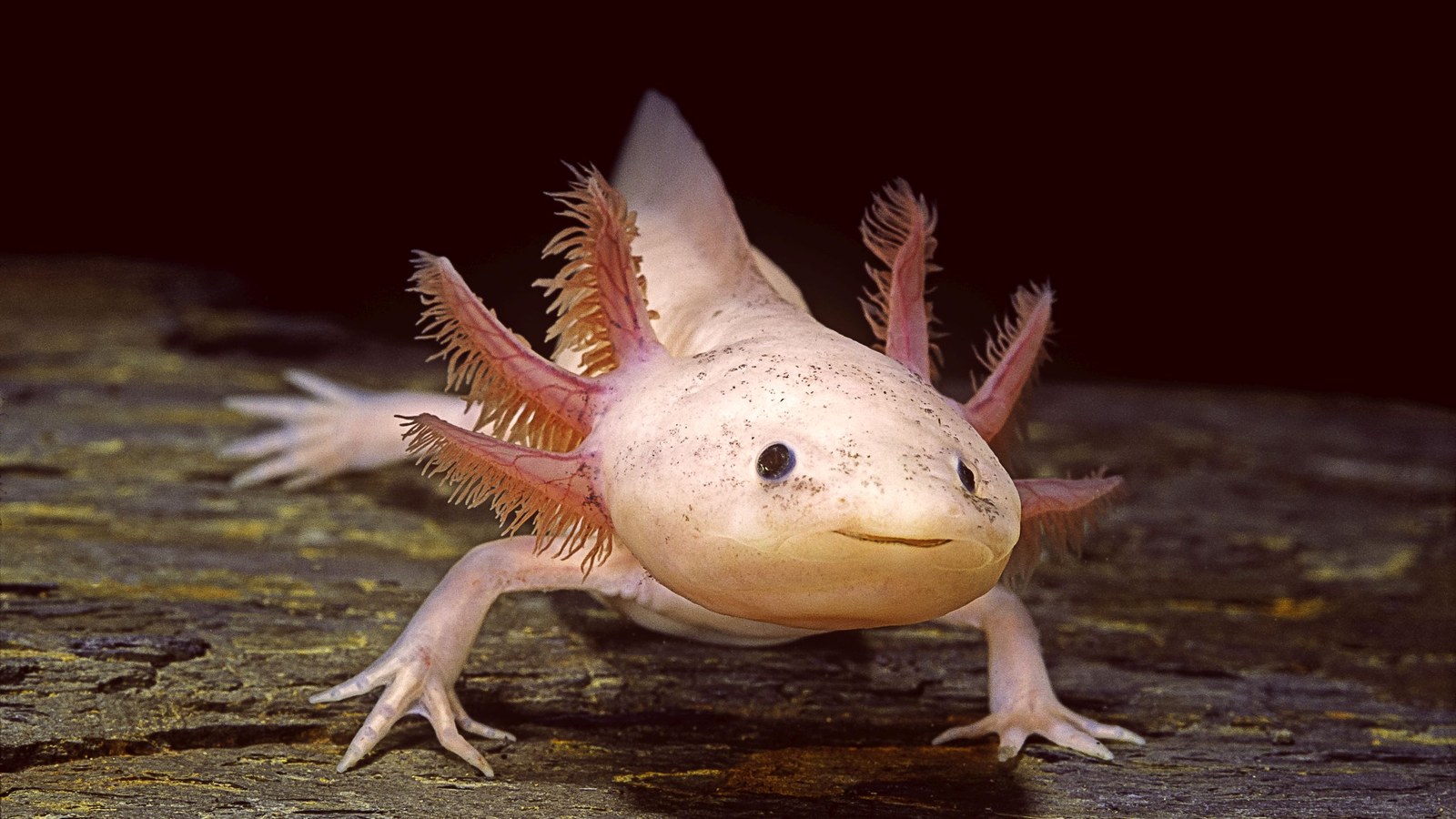 Axolotller Karanlıkta da Boyut Ayırt Edebiliyor: Basit Nicel Mantığa Sahip Olabilirler