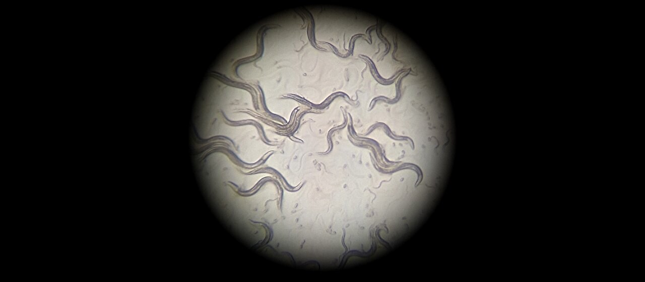C. elegans deneyleri: Epigenetik etkilerin nesiller boyu nasıl korunduğu ortaya çıktı
