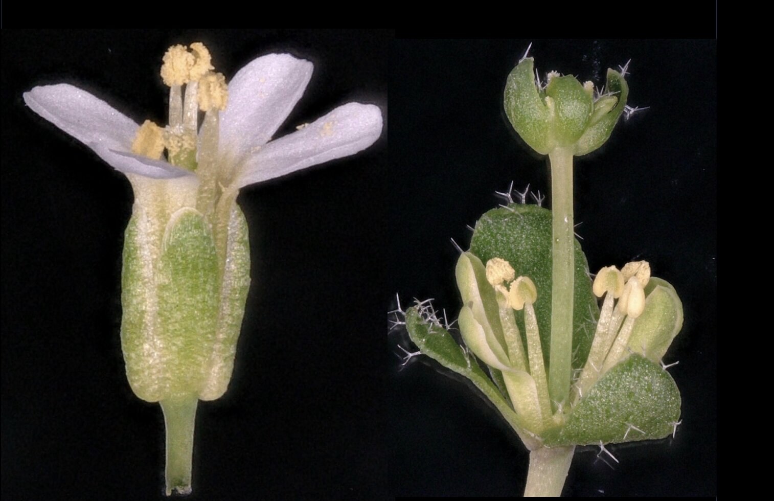 Bitki patojeni çiçekleri yaprağa dönüştürüyor: Phytoplazma proteininin gizli mekanizması ortaya çıktı