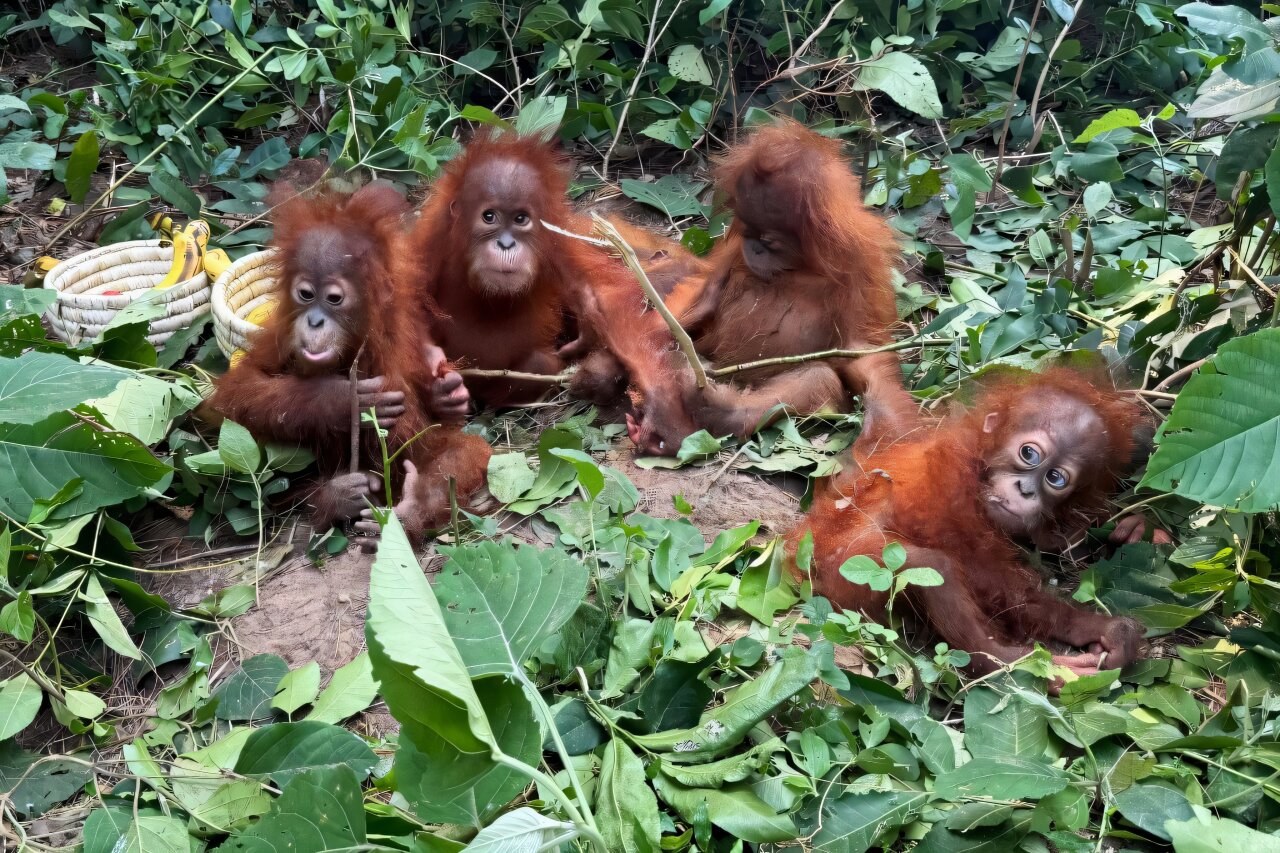 Odisha’da terk edilen kritik tehlike altındaki beş orangutan, Güneydoğu Asya vahşi hayatının Hindistan’a kaçakçılığını ortaya