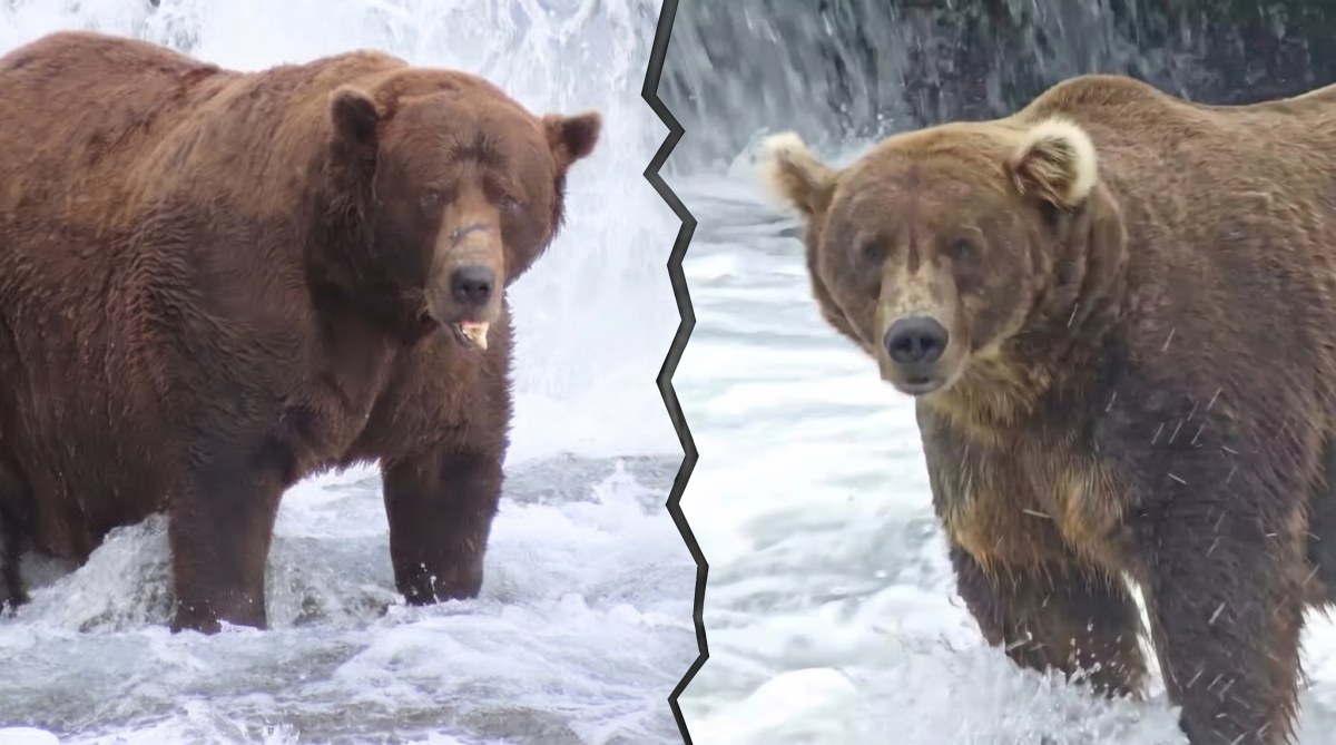 Fat Bear Week 2026 Turnuvası Açıldı: Bu Yıl Rekabet Ettiği 16 Yetişkin Ayı Önceden Daha İnce Görünmüyor