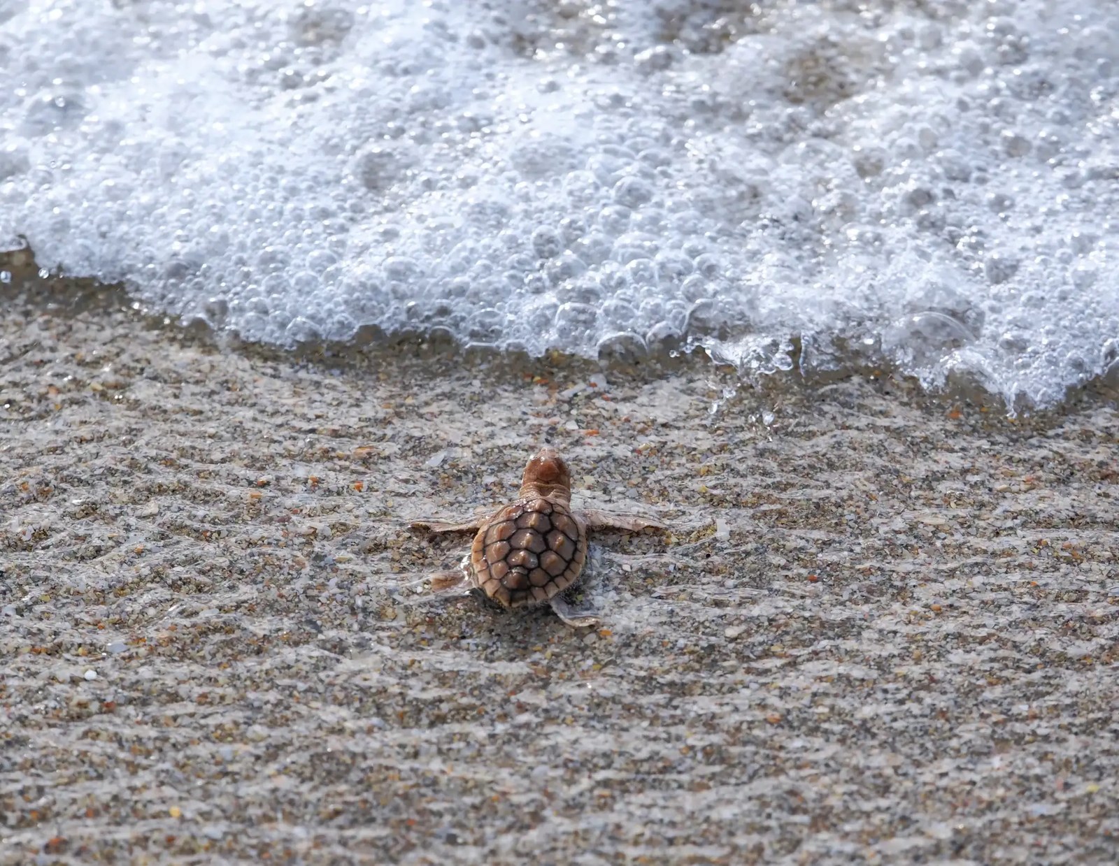 a turtle hatchling heading into the ocean