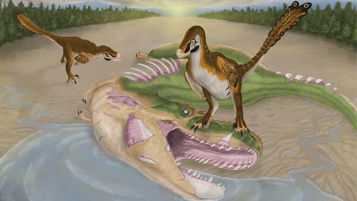 Albertosaurus’un Çene Kemikindeki Diş İzleri, Bilinen İlk Leşleciliği Ortaya Çıkarıyor