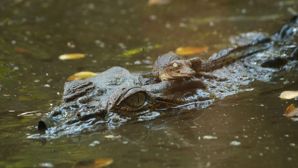 Singapur’da yapay zekâ ile üretilen timsah görüntüsü nedeniyle erkek 10 yıla kadar hapis cezasıyla karşı karşıya