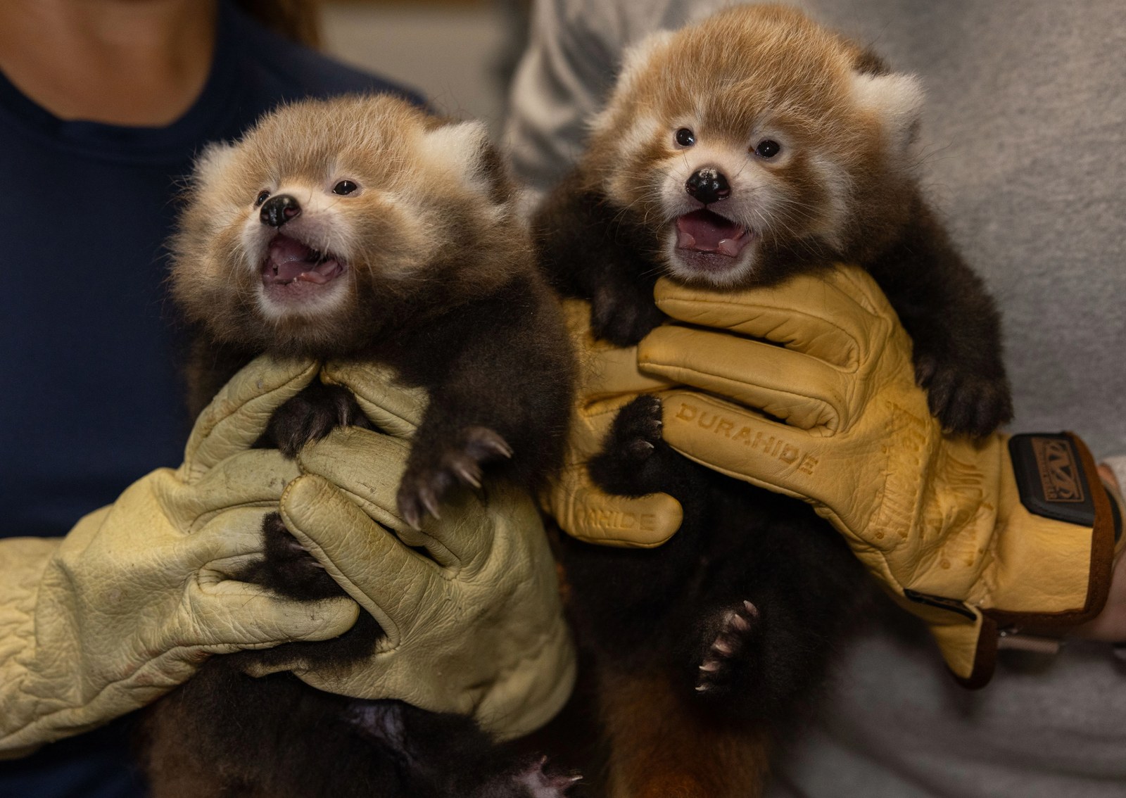 two red panda cubs are held in gloved hands