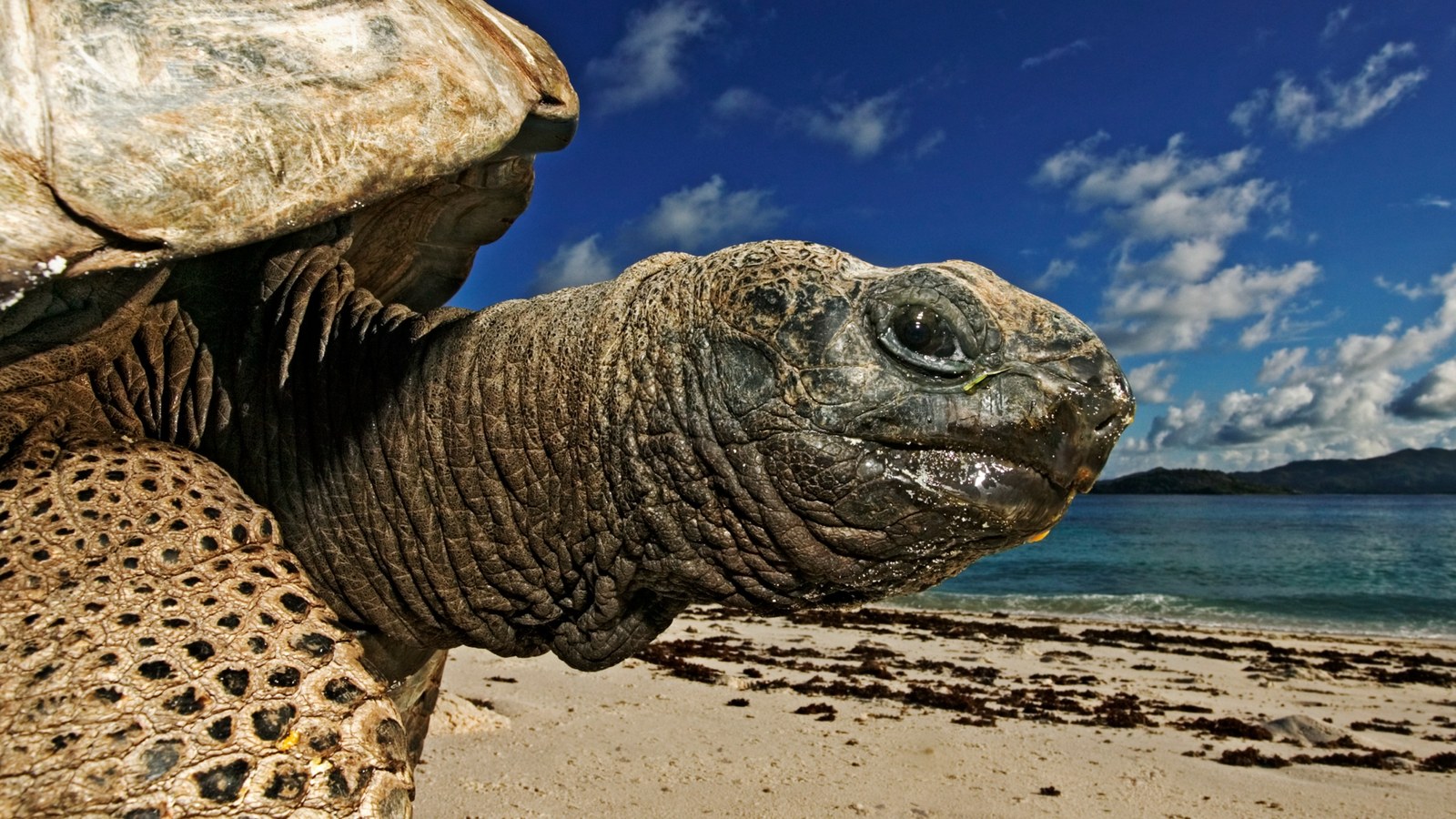 Seychelles’de dev kaplumbağalar artık insandan fazla: Aldabra’da rekor sayı