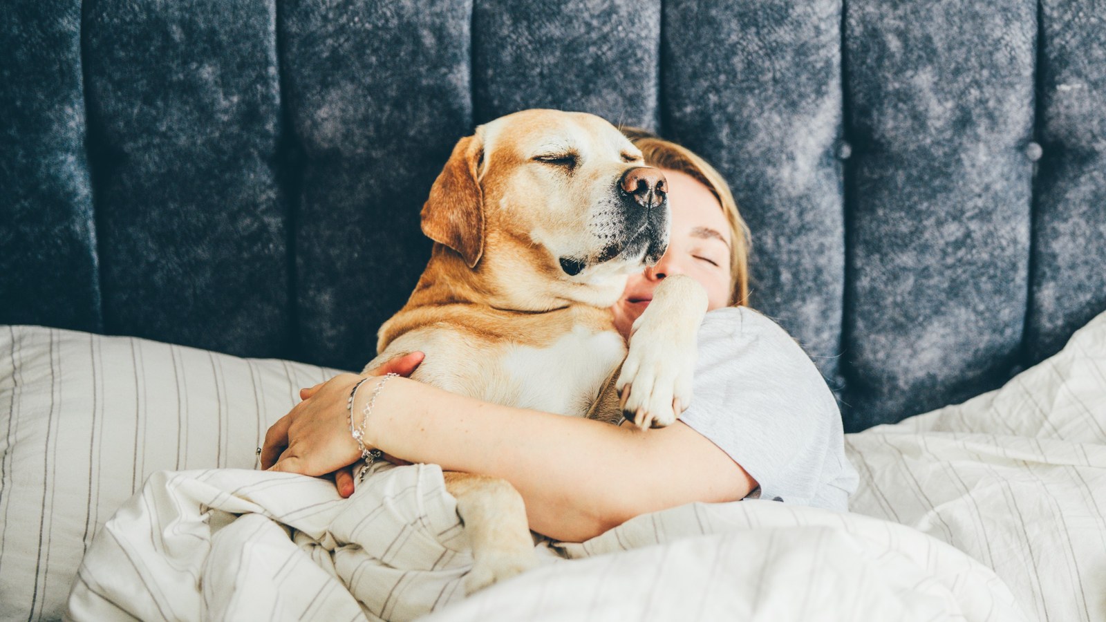 Evcil Köpeğiniz Uykunuzu Bozuyor Mu? Aslında Konu Tam Tersine Dönüşmüş Olabilir