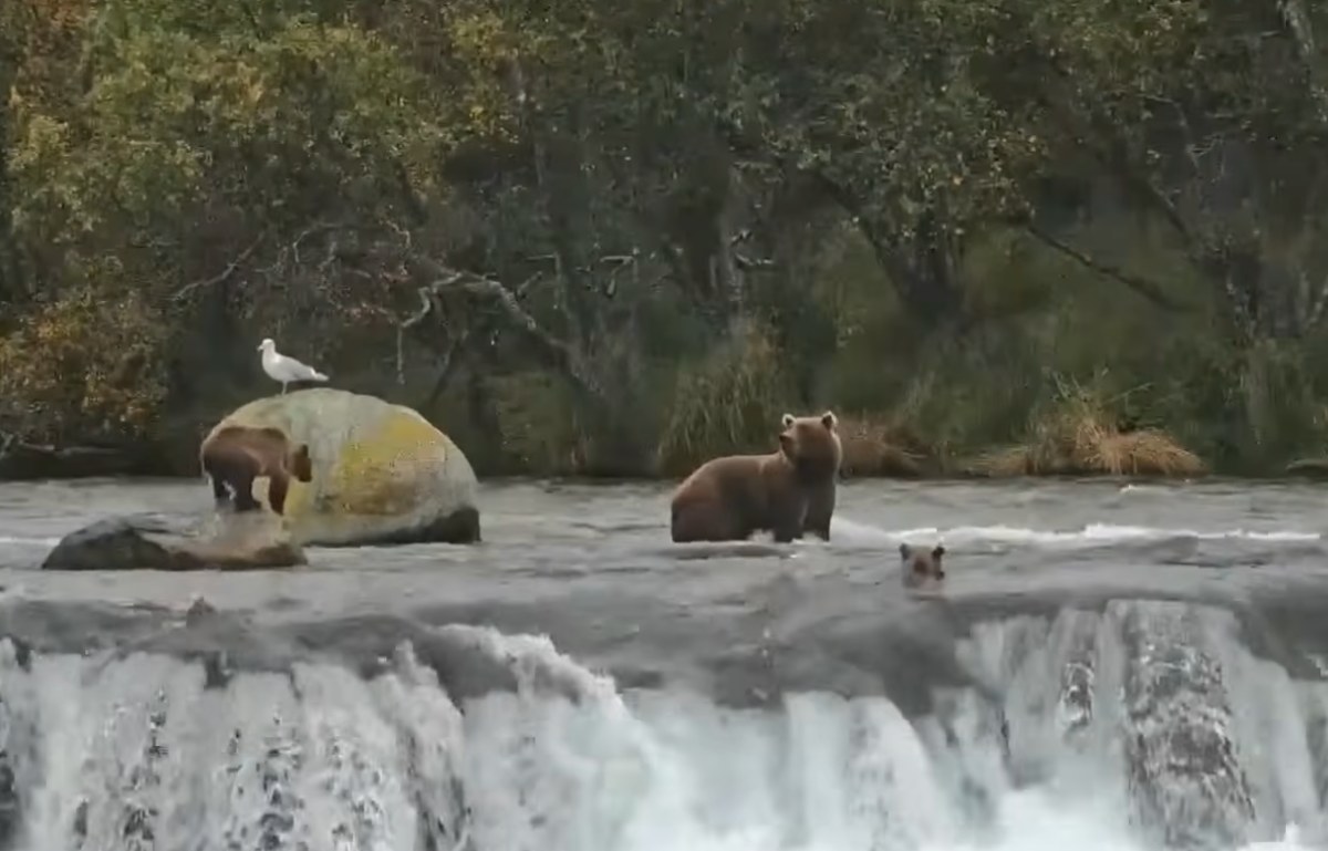 Katmai Ulusal Parkı’nda ayı yavruları şelalenin üzerinden aktı
