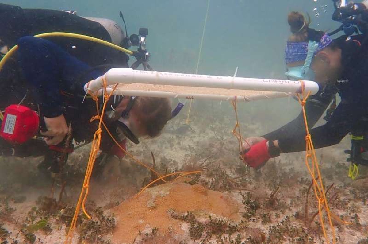 Underwater umbrellas for coral reefs could help protect against heat damage, study finds