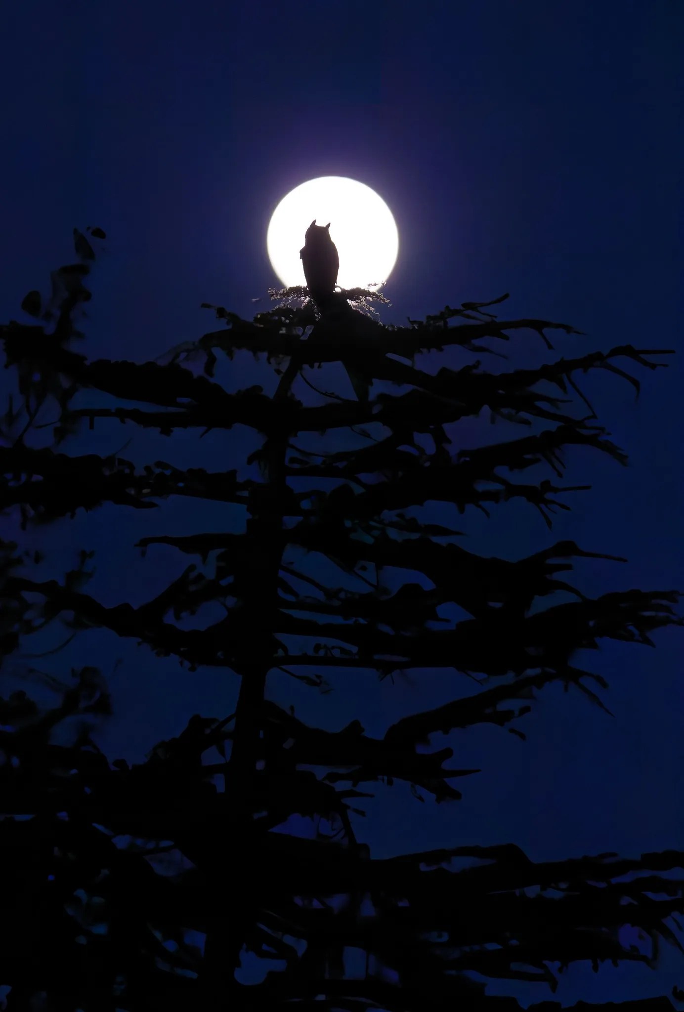 Great Horned Owls nesting