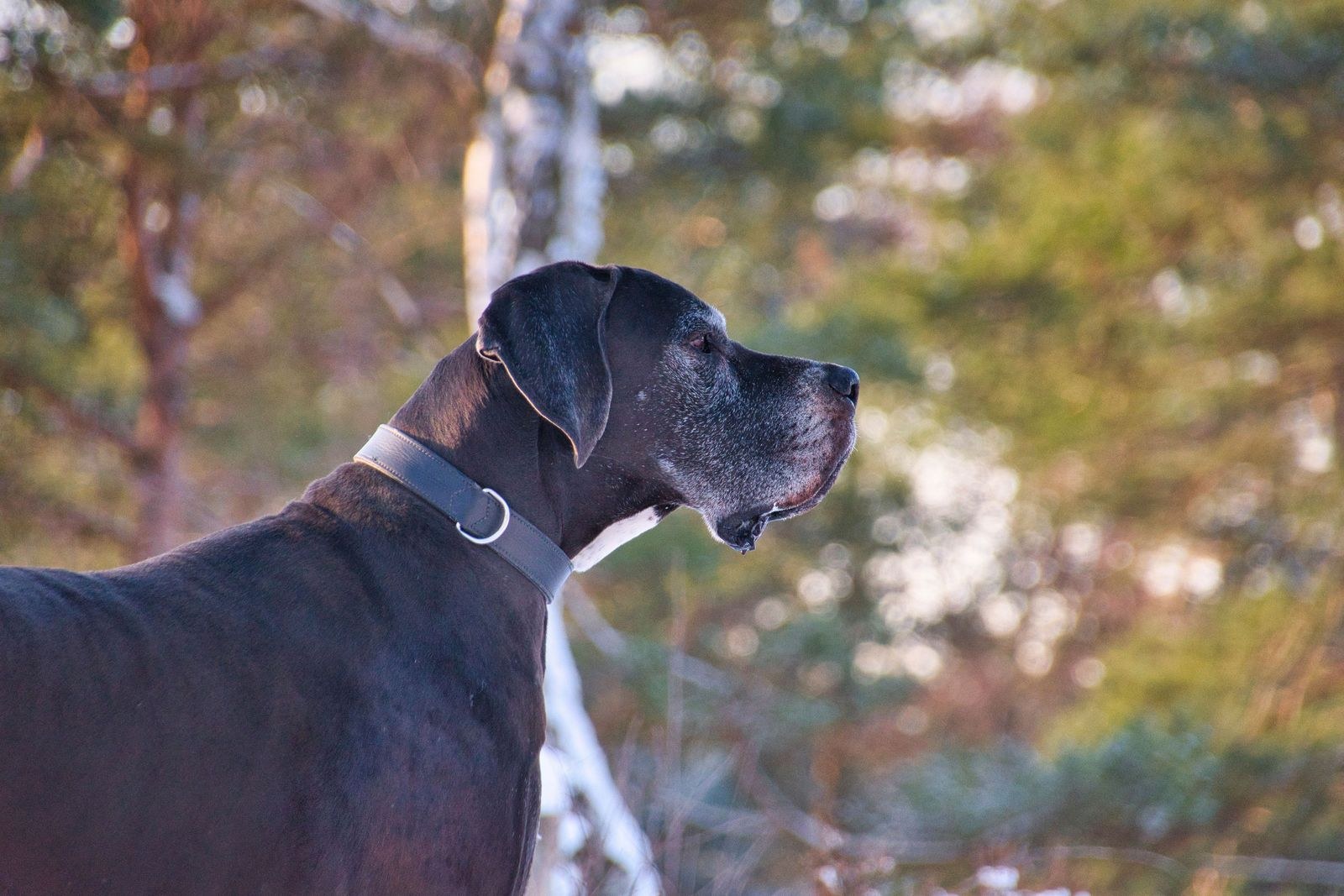 Küçük Köpekler Büyük kopelere göre daha uzun yaşar; bilim insanları nedeninin sonunu buldu ve bu moleküler seviyeye kadar iniyor