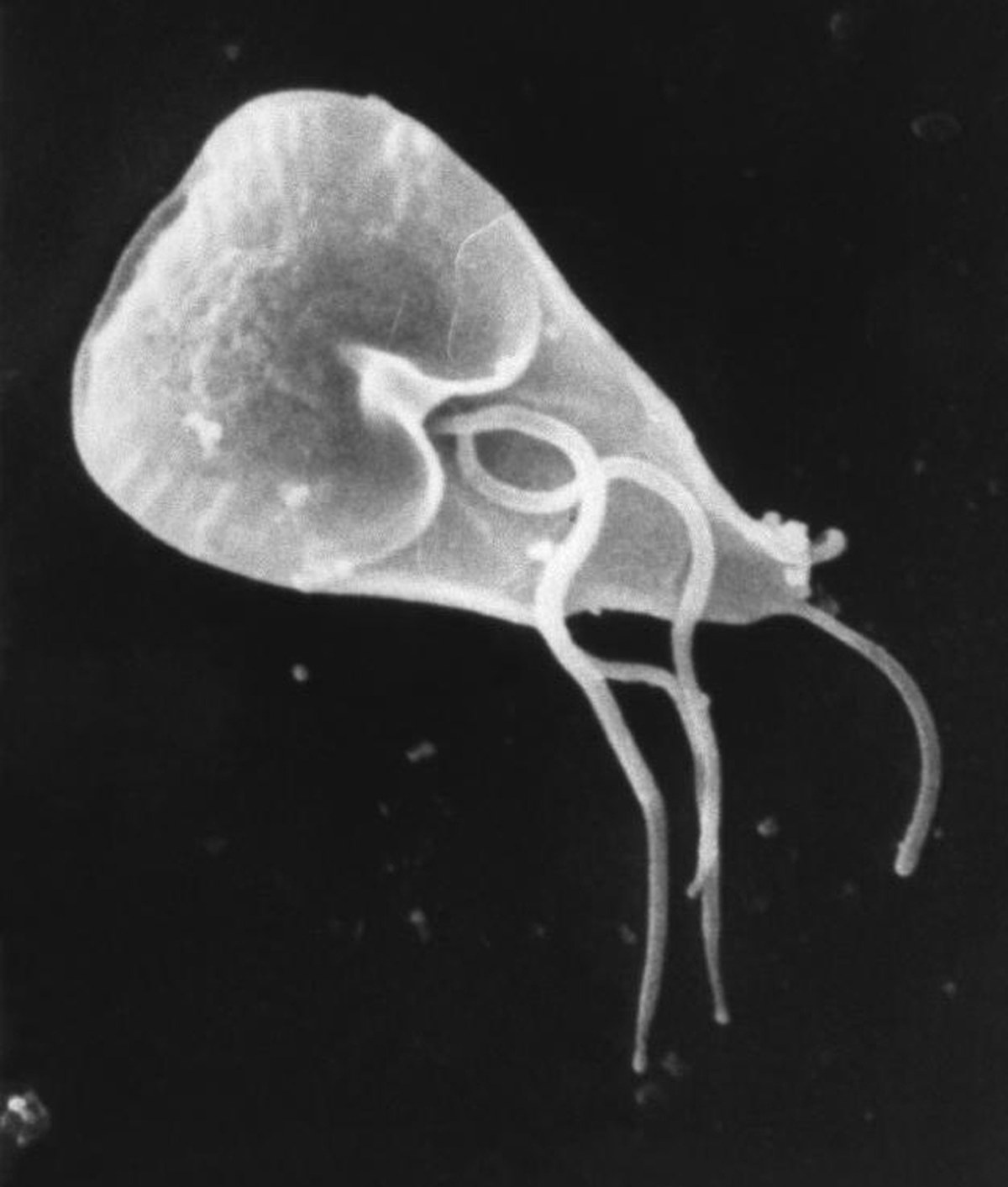 G. duodenalis'in tarama elektron mikroskobu görüntüsü. (CDC/Mahmud Tari/Wikimedia Commons)