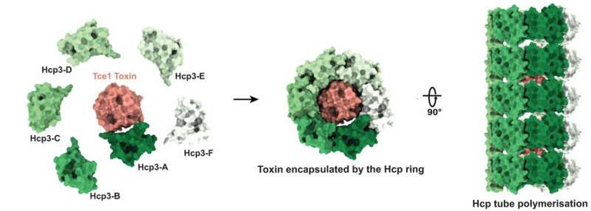 NTU scientists outsmart resistant bacteria