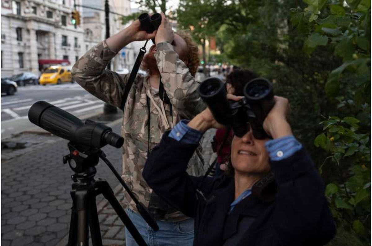 People look at American barn owls perched on a water tower in the Upper West Side neighborhood, Tuesday, Oct. 13, 2026, in New York. Credit: AP Photo/Yuki Iwamura New York City Owls