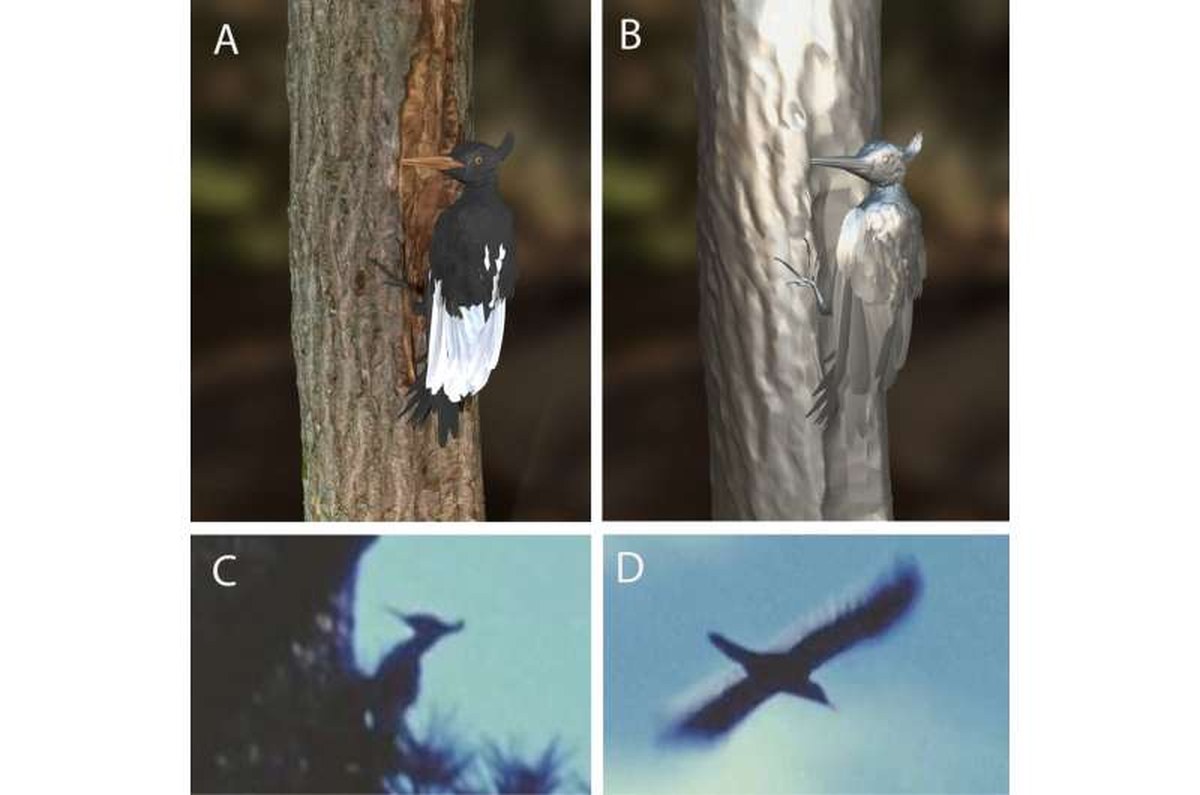 3D model of an imperial woodpecker ascending a tree. The model is shown fully rendered with color derived from 3D specimen scans and photographs (A), with the underlying mesh exposed in the image to the right (B). Below, still frames of a live female imperial woodpecker in the Sierra Madre Occidental, Mexico, show the bird climbing (C) and midflight (D). Video frames reproduced from Lammertink et al. (2011, fig. 1). Credit: Joshua Medina et al., 2026 Imperial Woodpecker returns to life as a detailed digital specimen