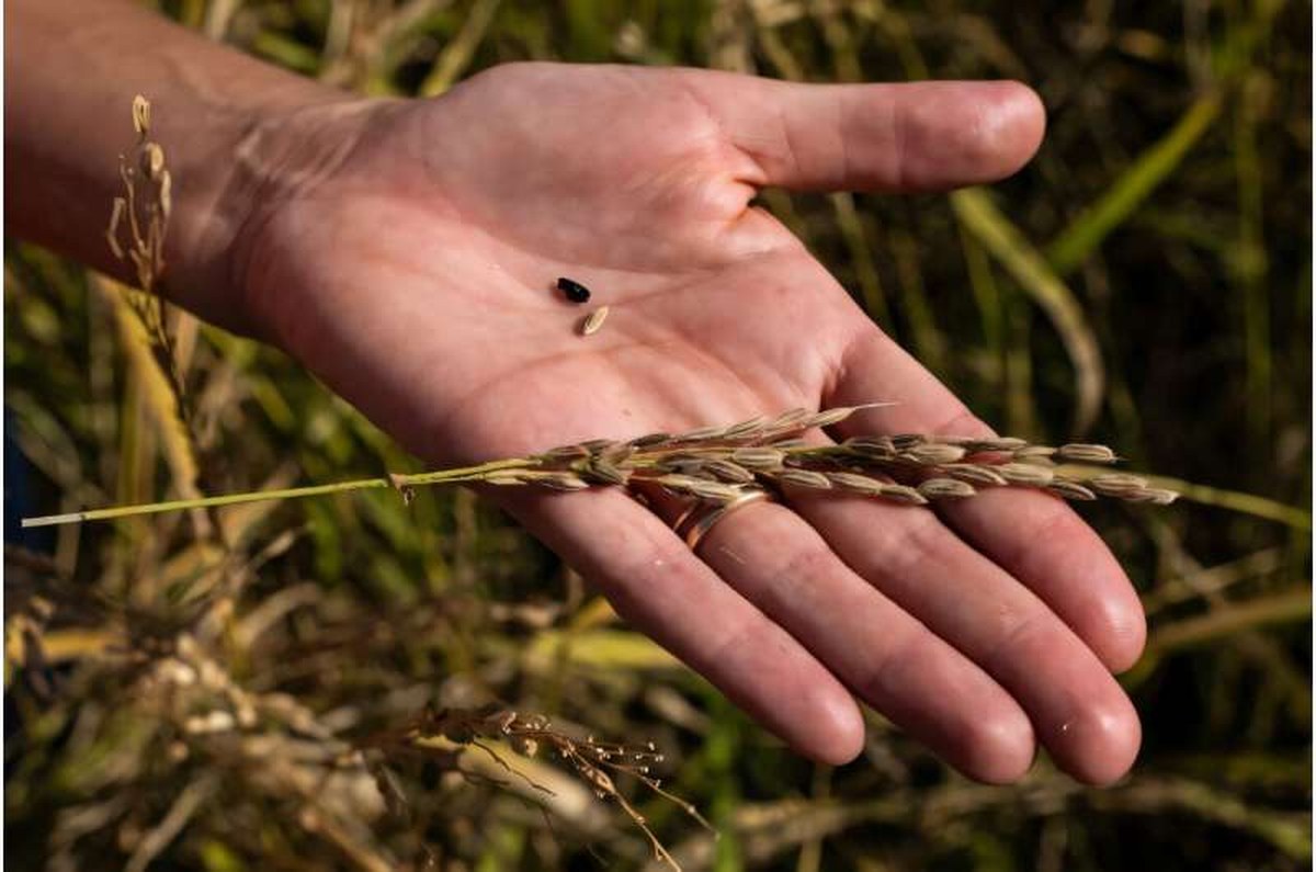 Italy is the largest producer of rice in Europe, but the sector is in crisis. Italy is the largest producer of rice in Europe but the sector is in crisis