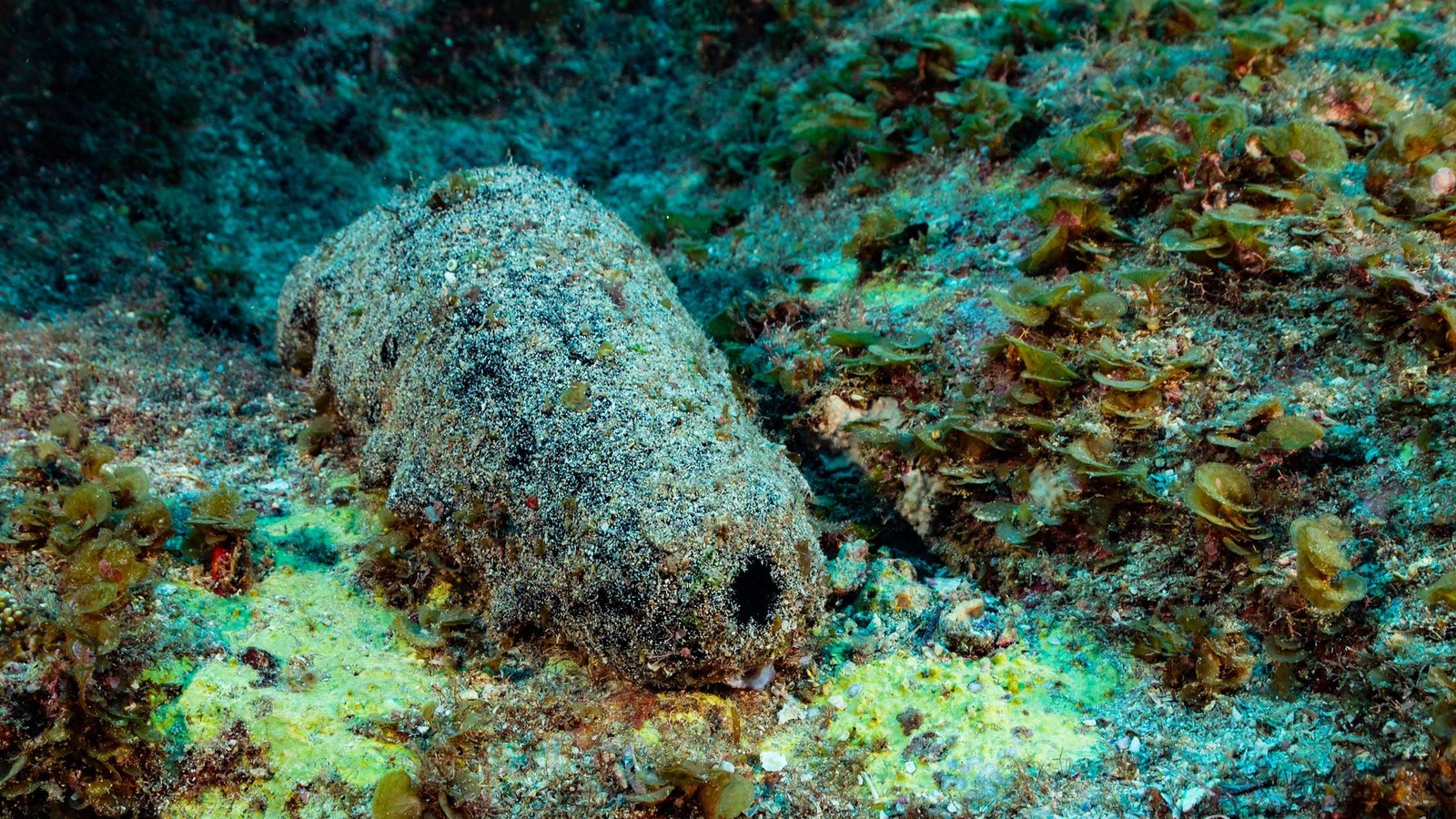 İnsanların Çöp Gibi Görünen Bu Deniz Hıyarı 120 Yıl Yaşayabilir