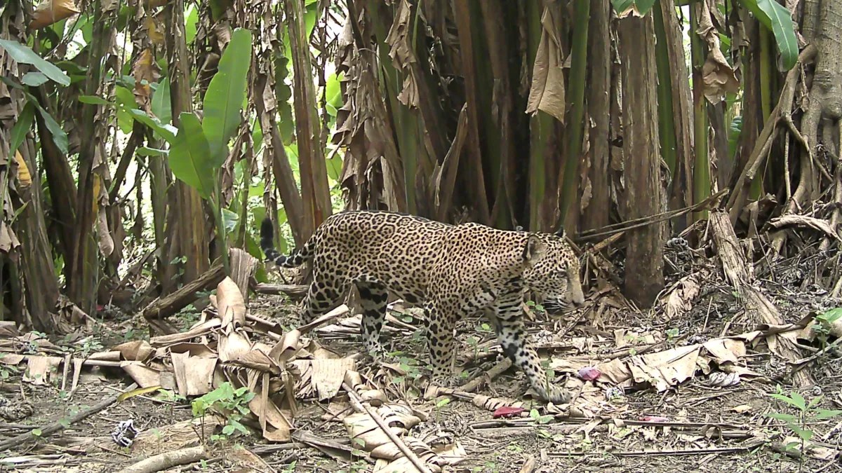 Guatemala’da kamera tuzakları, on yılda bir görülen jaguarı yakaladı