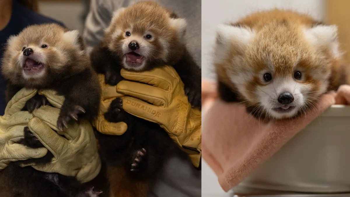 Ulusal Kırmızı Panda Günü, Washington’daki Ulusal Hayvanat Bahçesinde bu yıl özel bir anlam taşıyor