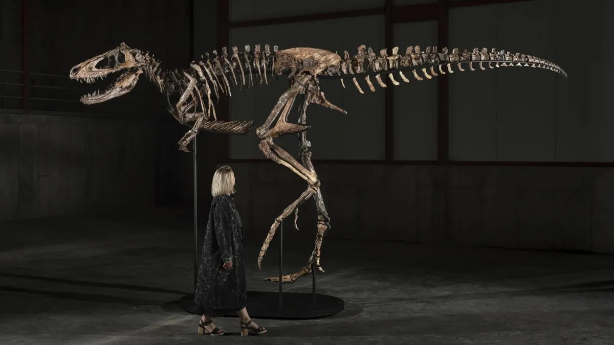 Nanotyrannus iskeleti “Jodi”, 9 milyon doları aşabilir