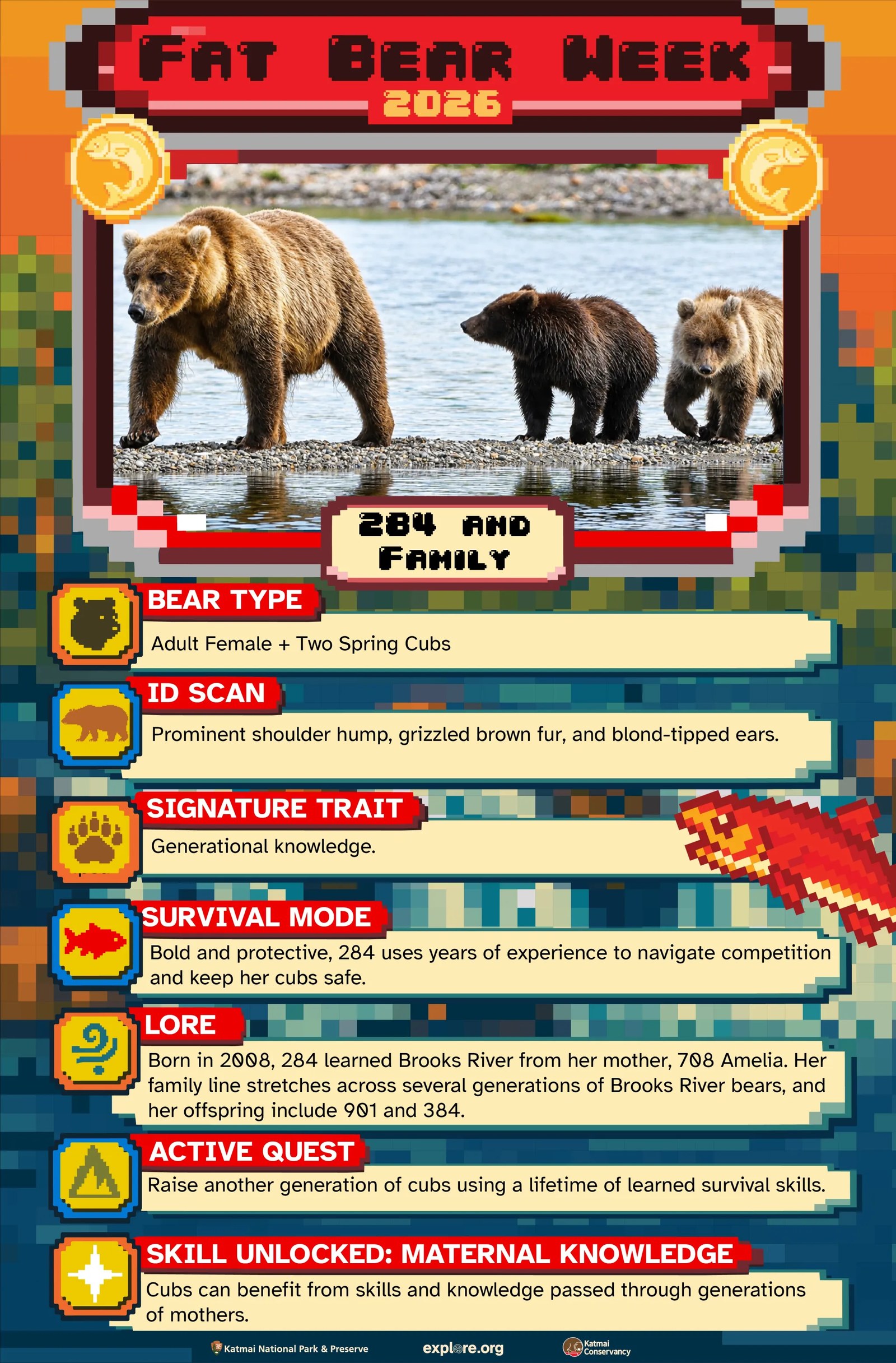 Fat Bear Week'in İlk Günü: Sekiz Dişi Ayının Rekabetine Başlıyor