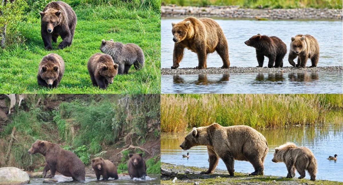 Fat Bear Week’in İlk Günü: Sekiz Dişi Ayının Rekabetine Başlıyor