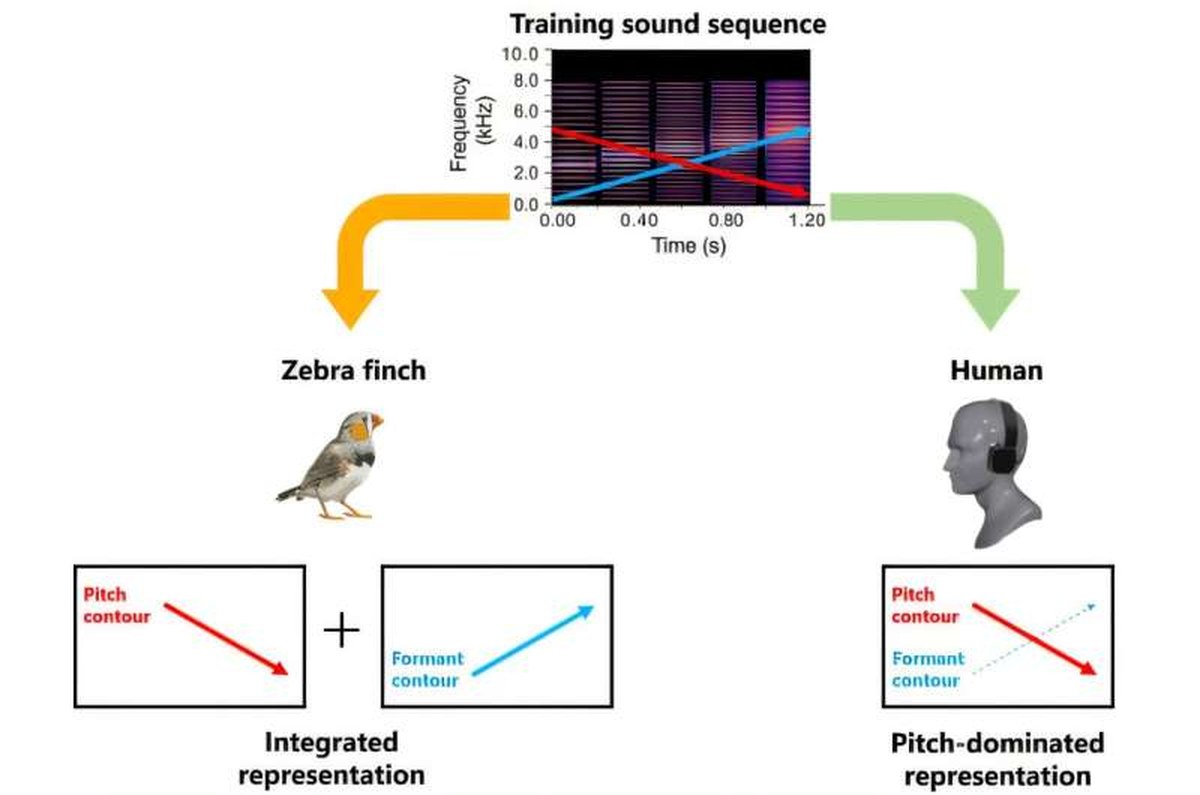Humans and zebra finches can both use pitch and formant-related information, but weight these cues differently when recognizing sound sequences. Credit: Zhi-Yuan Ning et al. Humans and songbirds hear the same sounds, but organize them differently