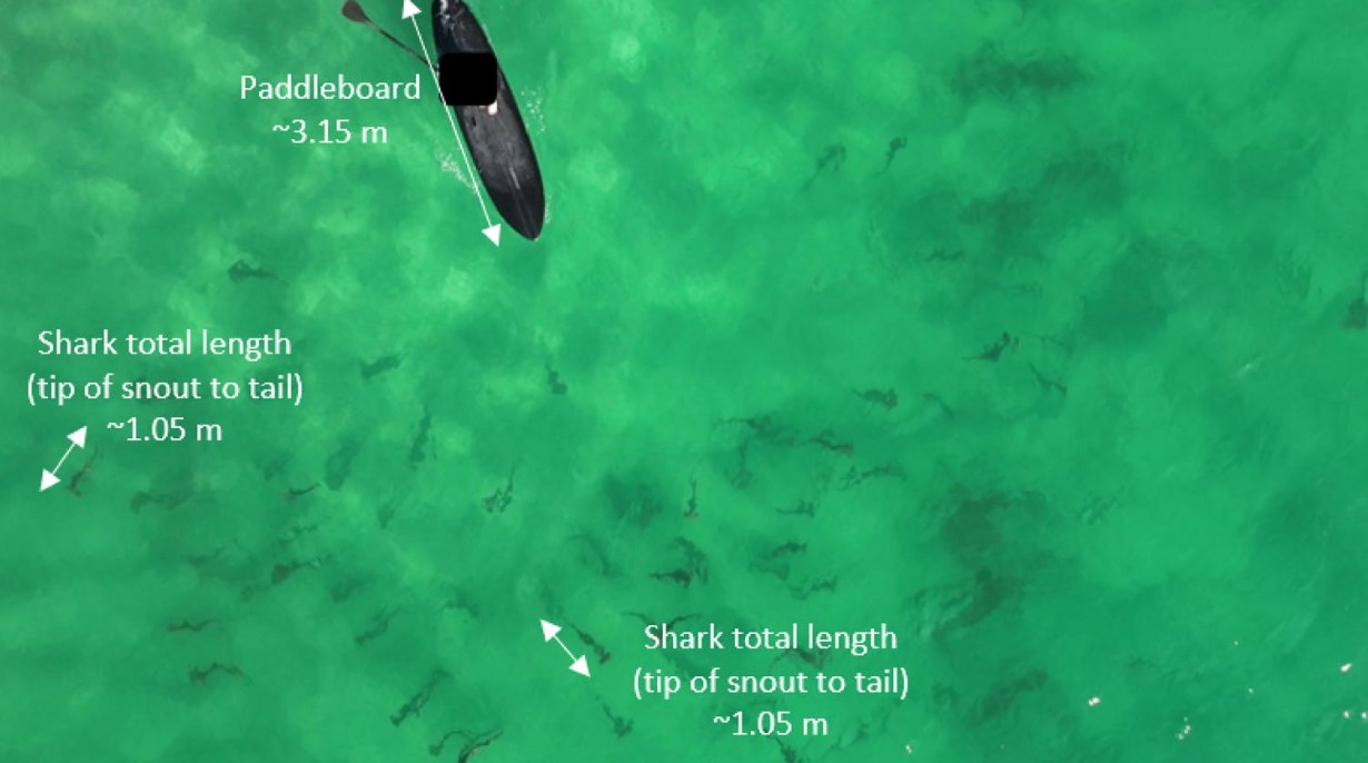 Dozens of Young Hammerhead Sharks Gather Off Australian Beaches