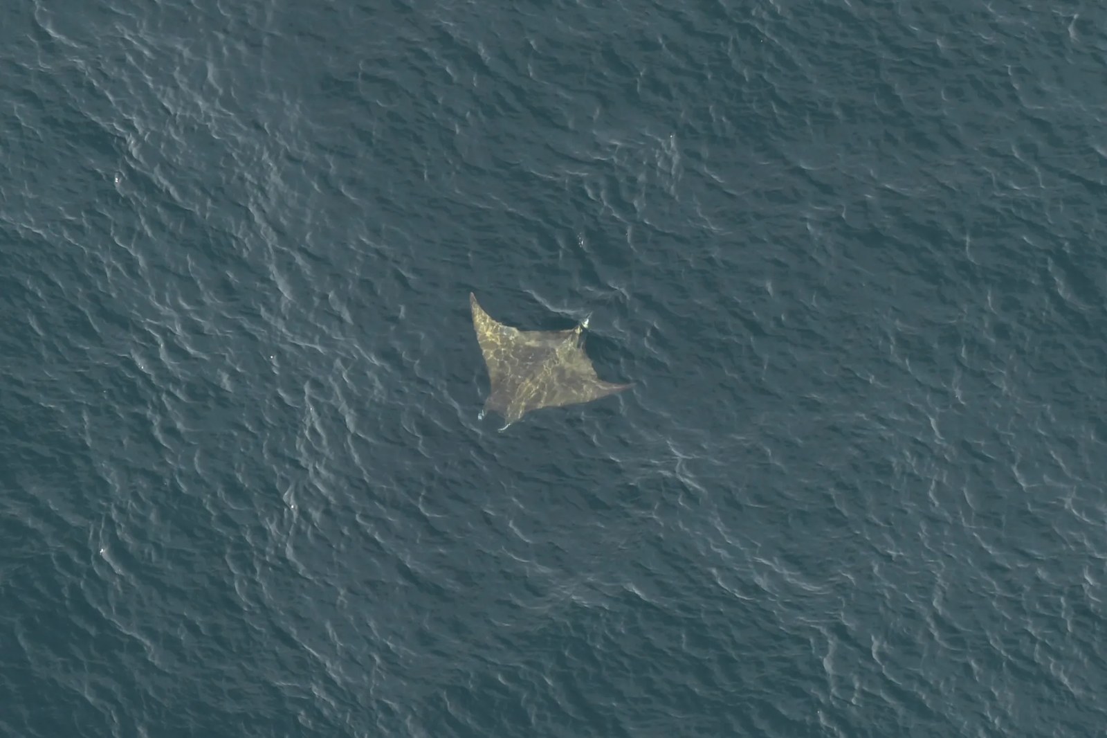 a large devil ray swims in the ocean