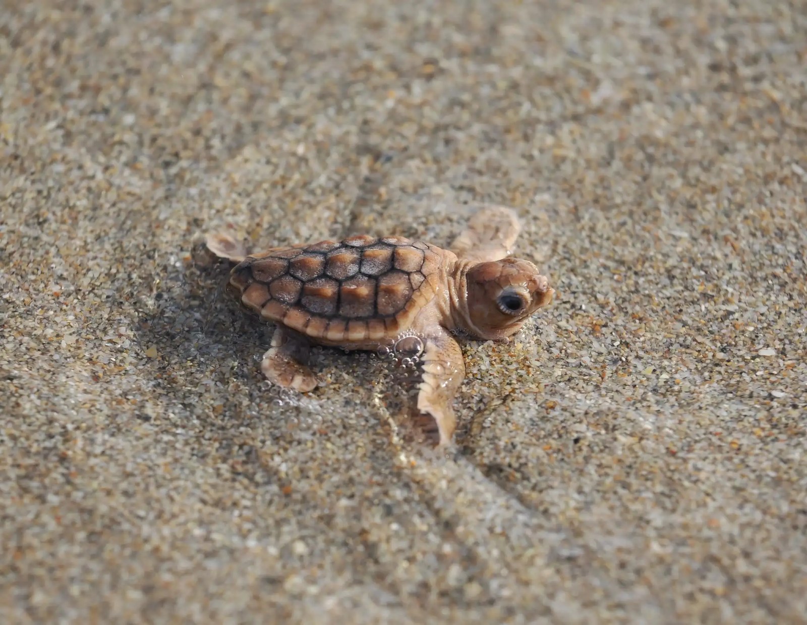 a sea turtle hatchling with subtle orange color on the sand