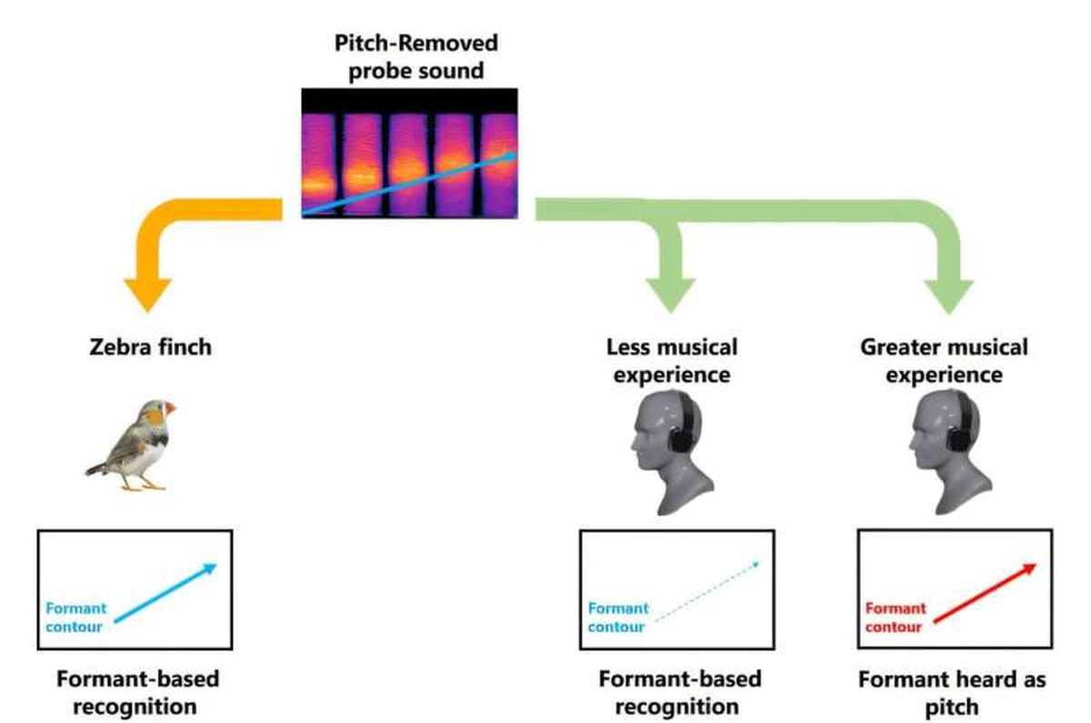 When pitch becomes unreliable, musically experienced human listeners make more systematic use of changes in formant structure. Credit: Zhi-Yuan Ning et al. Humans and songbirds hear the same sounds, but organize them differently
