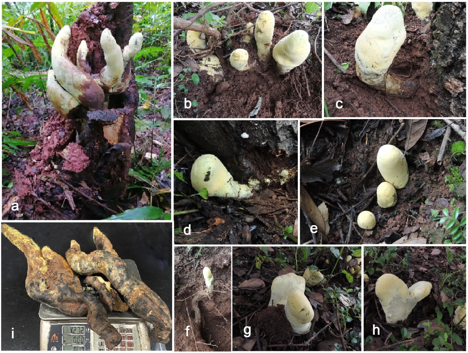 Stromata of Dianjunus rex in the field. (a, c, d, f) Stromata attached to host roots. (b, e, g, h) Stromata around host plant. (a) Collectors. (i) Total weight of largest bilobedstromata. Image: Song, Yan, Pérez-Moreno, Zhang, Yang, Xie, Su, Liu, Wang, Liu, Yang, Yang, Liu, Shi, Wan, Cheewangkoon, Dai, Senanayake and Yu
