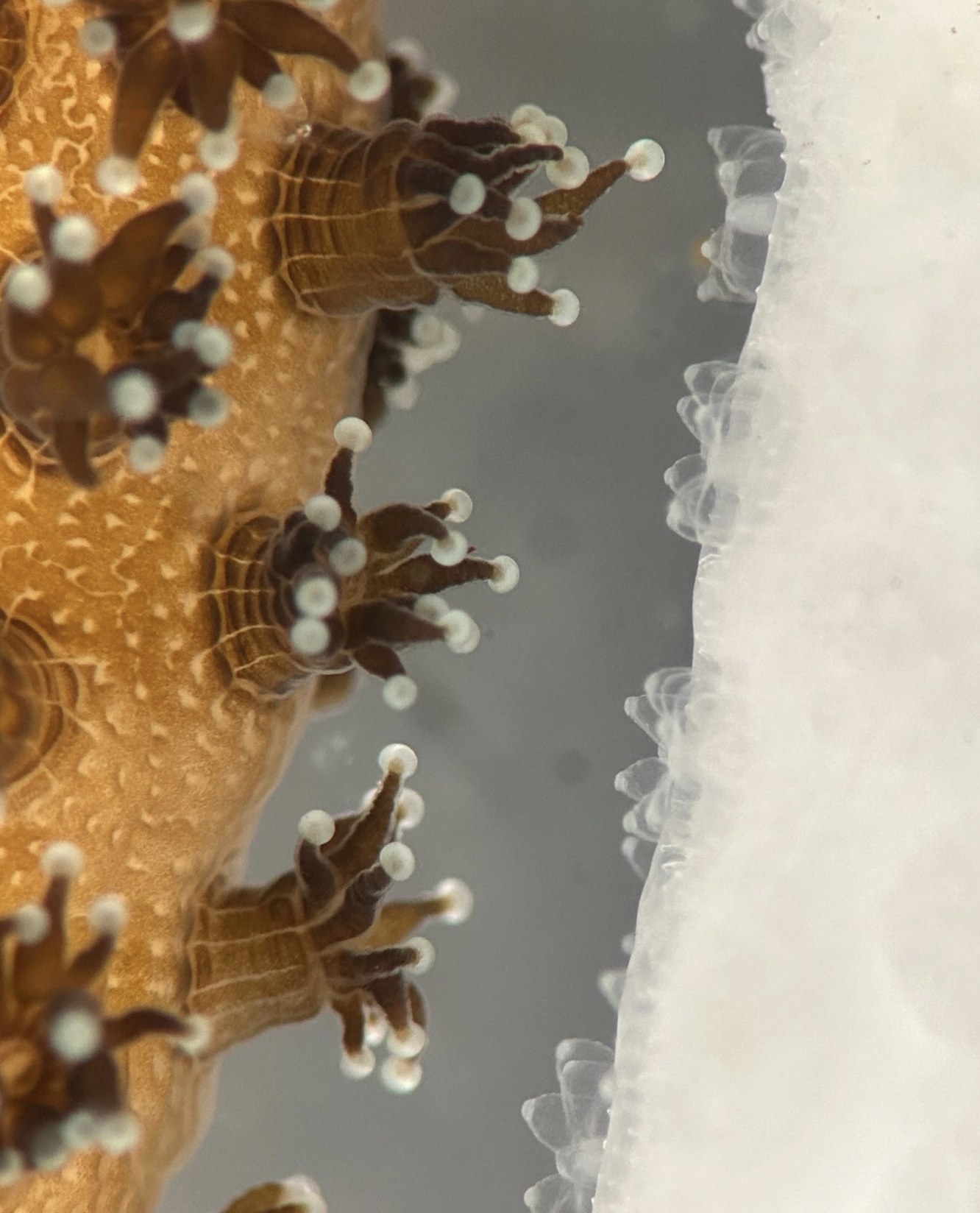 Healthy Corals Can Rescue Bleached Neighbors With Just 1 Week of Direct Contact
