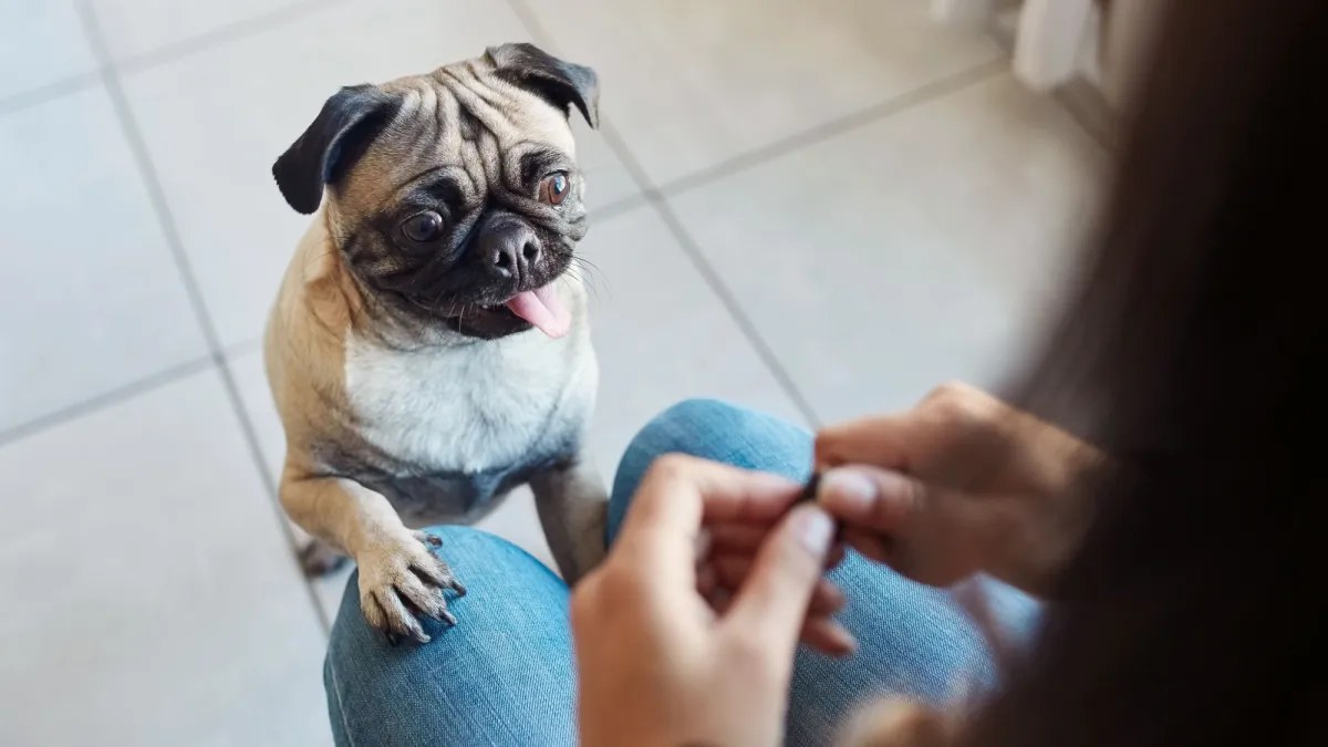 Köpeklerin beyni “hayır” dediğimizde insanlardaki öze kontrol desenini yeniden üretiyor