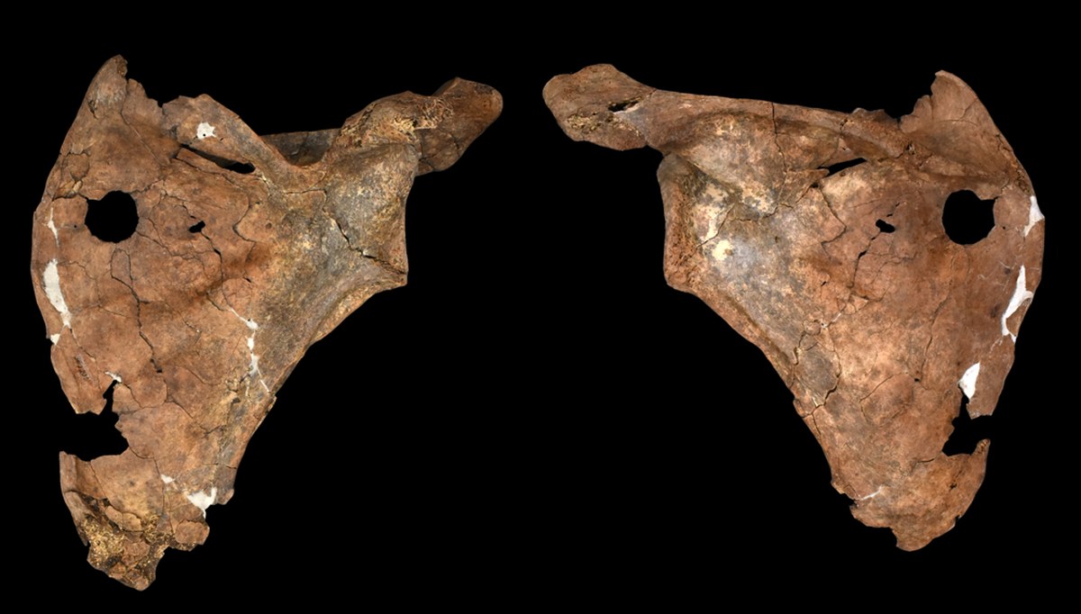 Ancient Hole in Neanderthal Shoulder Blade May Be The Oldest Spear Attack Ever Discovered