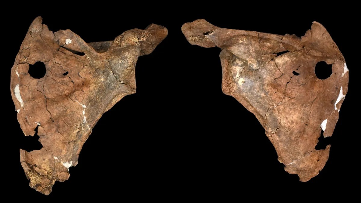 75 Bin Yıl Önceki Neandertal’in Mızrakla Öldürülmüş Olabileceğine Dair En Eski Kanıt Bulundu