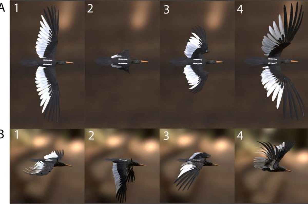 Four phases of the wingbeat cycle of C. imperialis, shown in dorsal view (A) and lateral view (B). Beginning with the wings fully extended at the top of the upstroke (1), the wingtips sweep downward through the downstroke to their lowermost point (2), before the wings fold and draw back toward the body (3) and finally extend again as they rise to complete the upstroke (4). Credit: Joshua Medina et al., 2026 Imperial Woodpecker returns to life as a detailed digital specimen