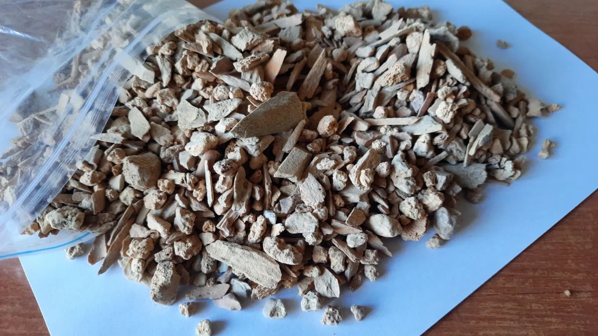 Sibirya mağarasında nesli tükenmiş bir buzul dönemi inek türü keşfedildi