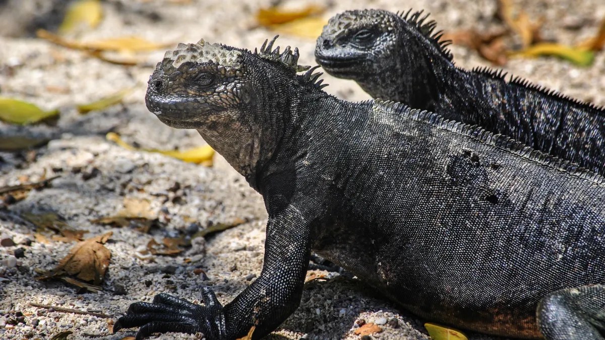 Super El Niño ve kaçak hayvan ticareti Galápagos iguanalarını daha da tehlikeye attı