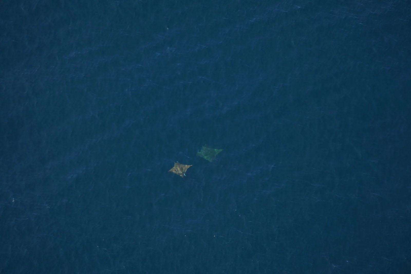 two large rays swimming in the ocean