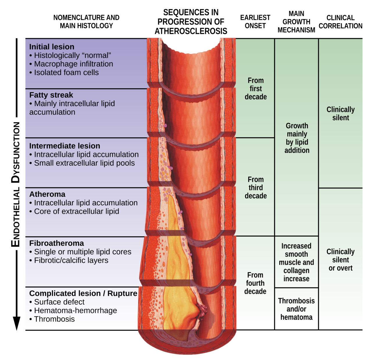 Endothelial dysfunction Atherosclerosis