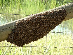 A swarm of Apis mellifera - 20051109