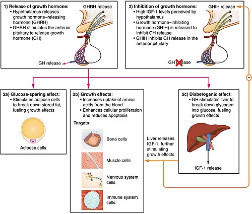 Flowchart showing hormonal regulation of growth