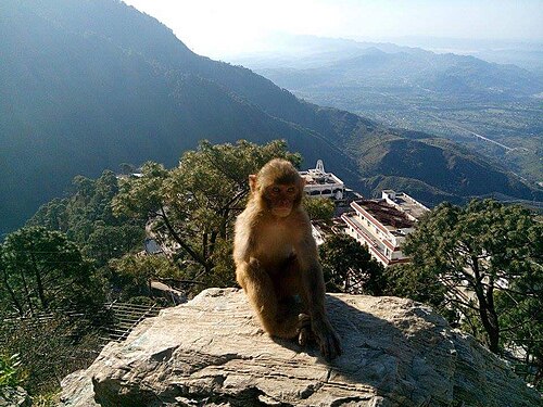 Rhesus monkey