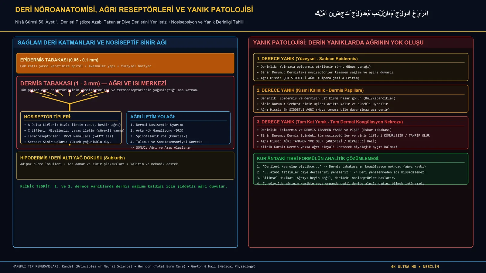 Deri Nöroanatomisi Ağrı Reseptörleri ve Yanık Patolojisi 4K Türkçe İnfografik